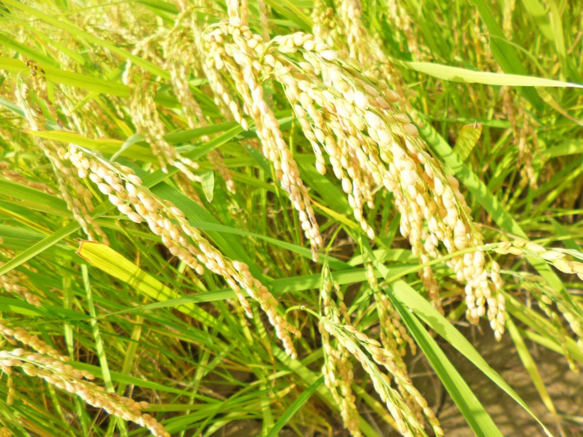 コシヒカリ | 商品紹介 | 新潟県新潟市の農業ならBIG BRIDGE FARM