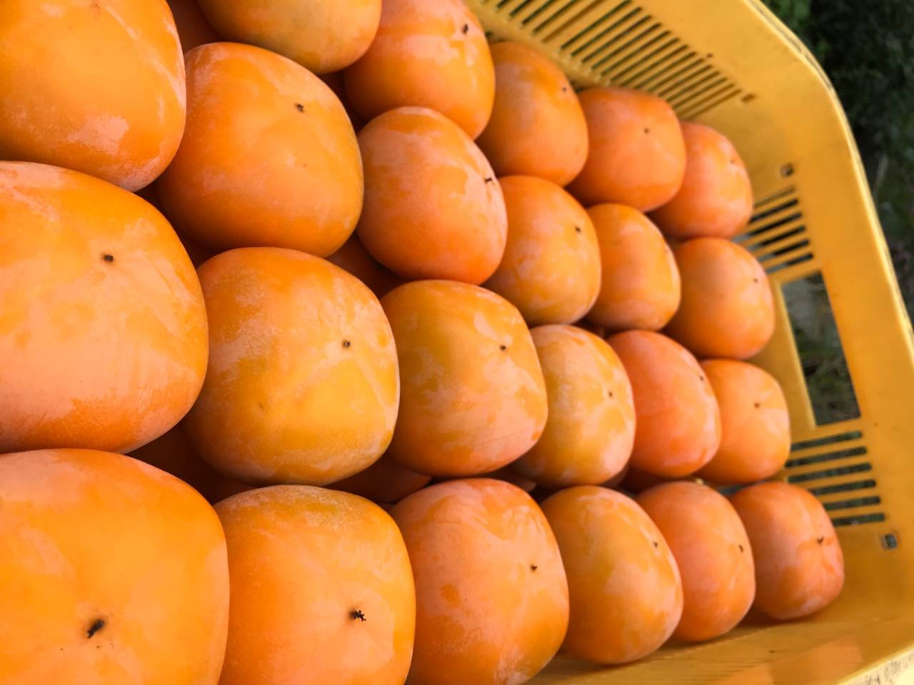 新潟県新潟市の農業ならBIG BRIDGE FARM | 自然の甘みが広がる秋のごちそう